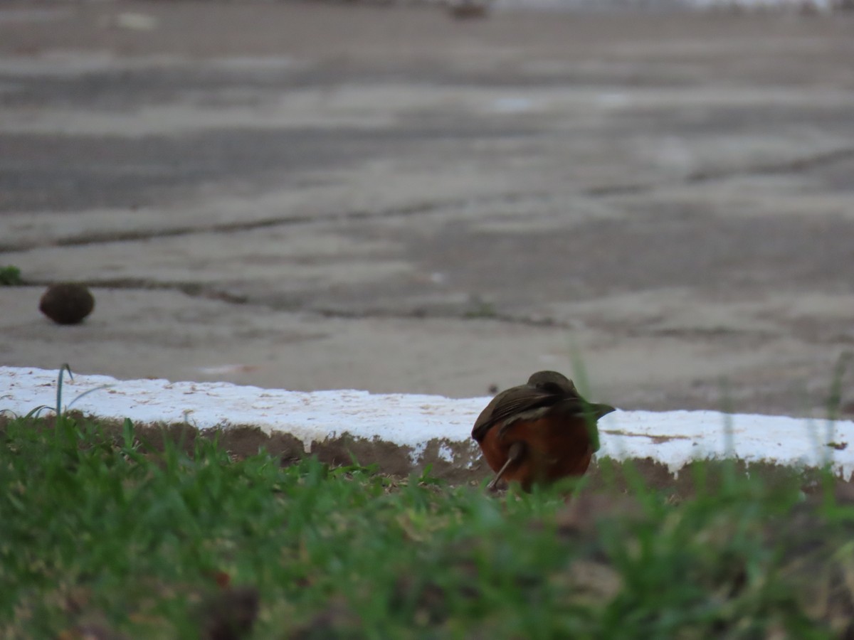 Rufous-bellied Thrush - ML642852290