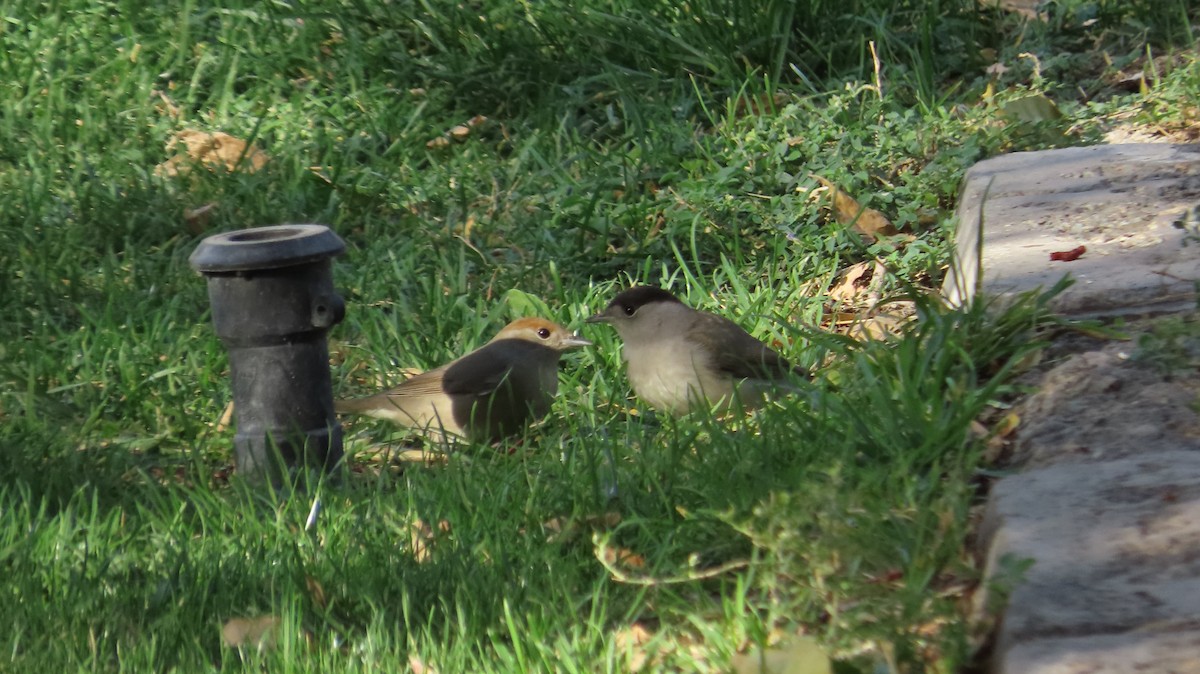 Eurasian Blackcap - ML642852294