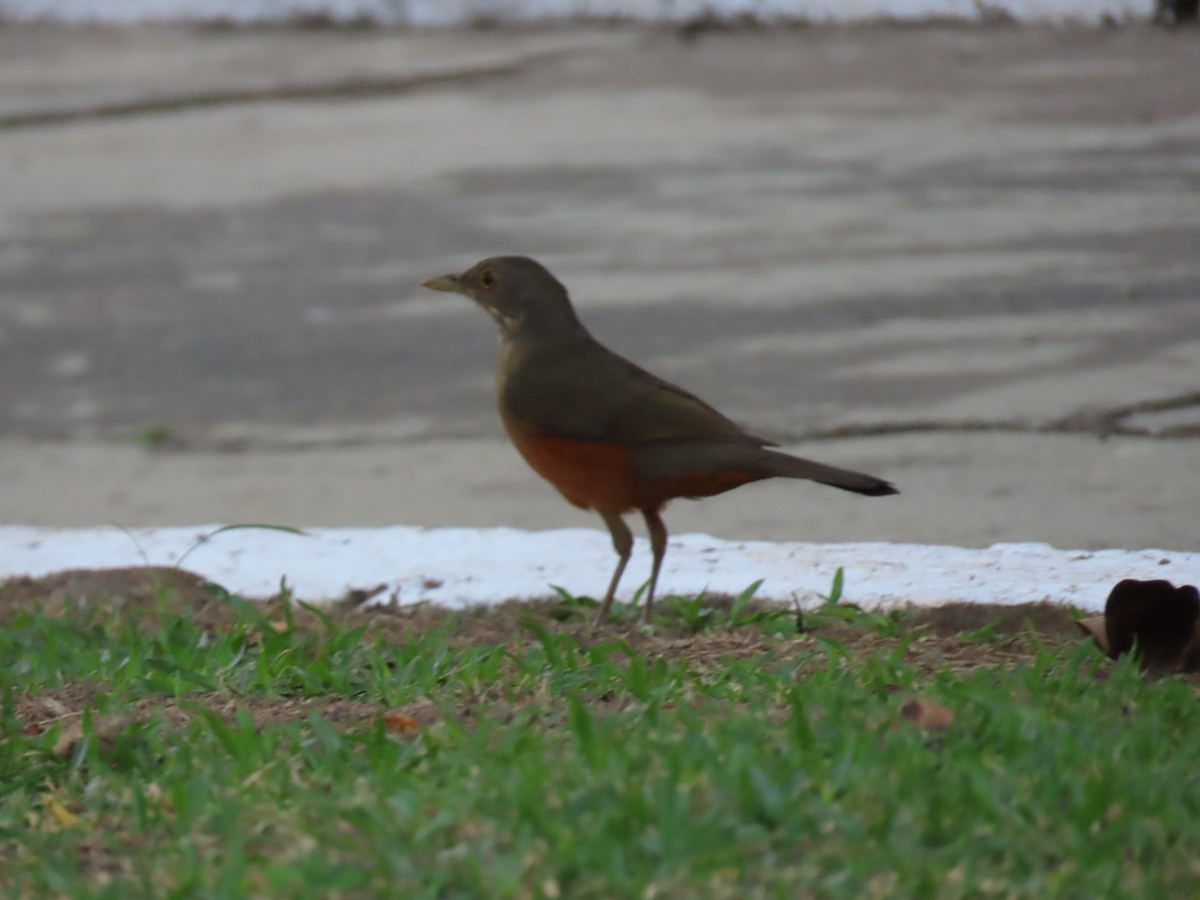 Rufous-bellied Thrush - ML642852298