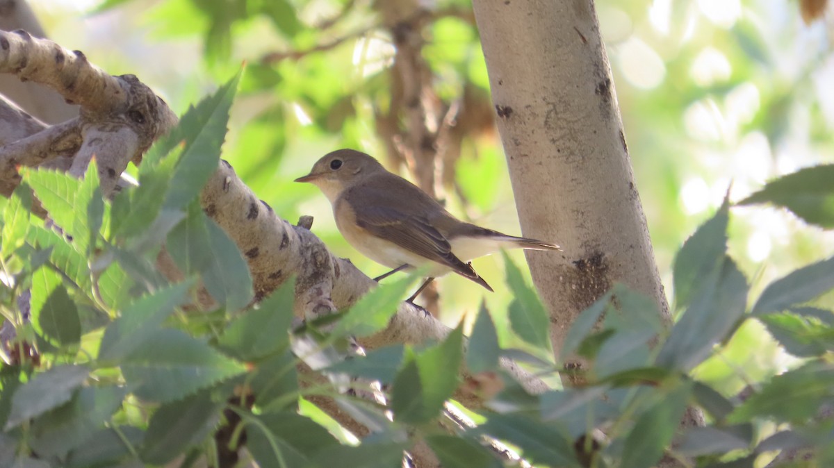 Red-breasted Flycatcher - ML642852306