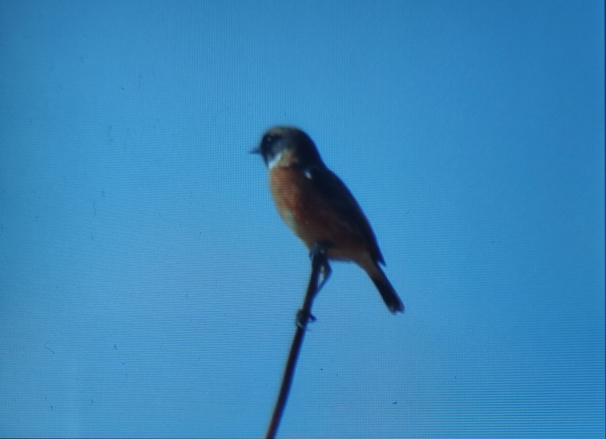 European Stonechat - ML642852312
