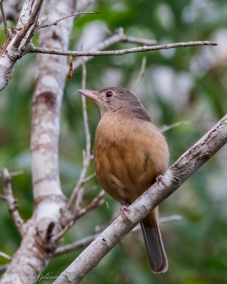 Rufous Shrikethrush - ML642852318