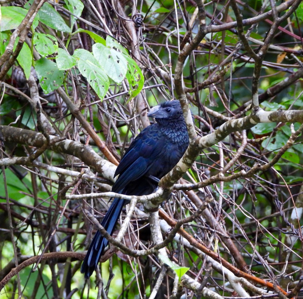 Groove-billed Ani - ML642852323