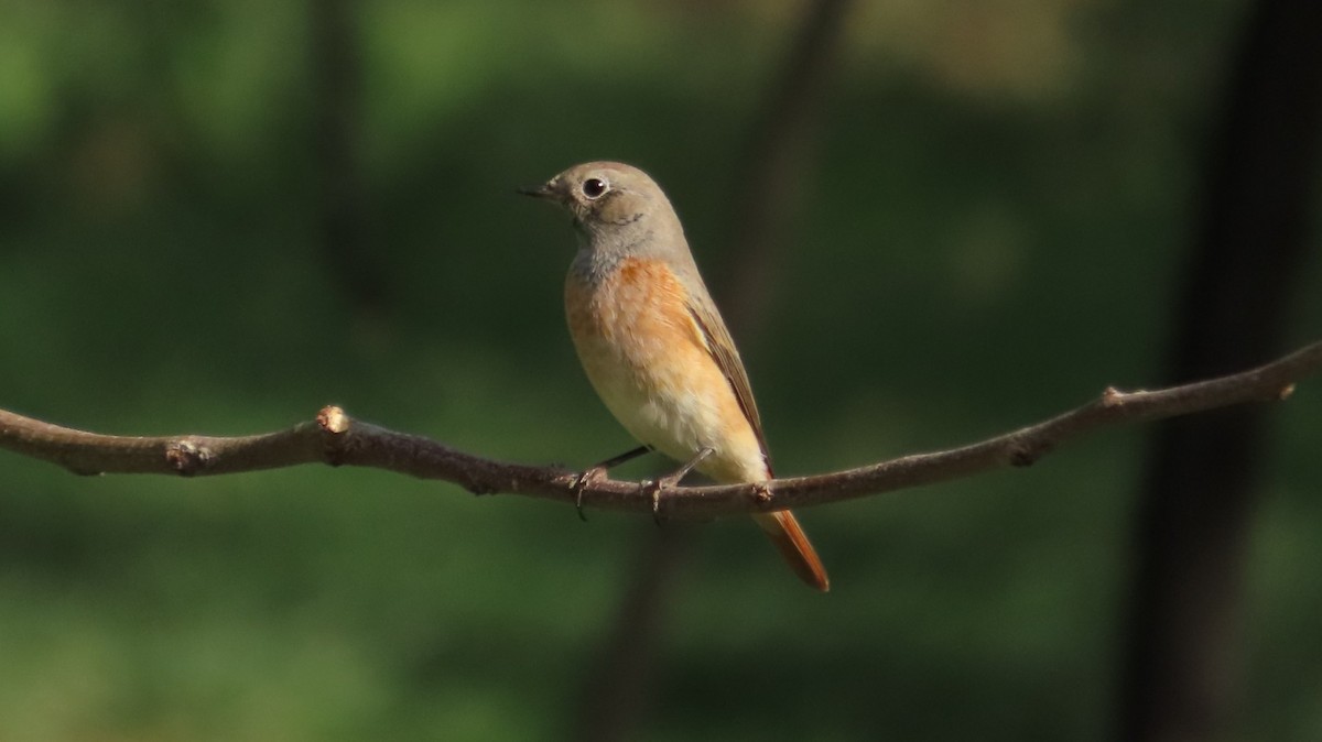 Common Redstart - ML642852329