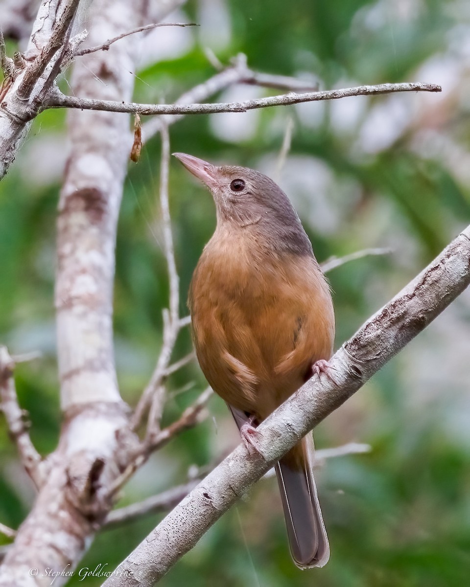 Rufous Shrikethrush - ML642852342