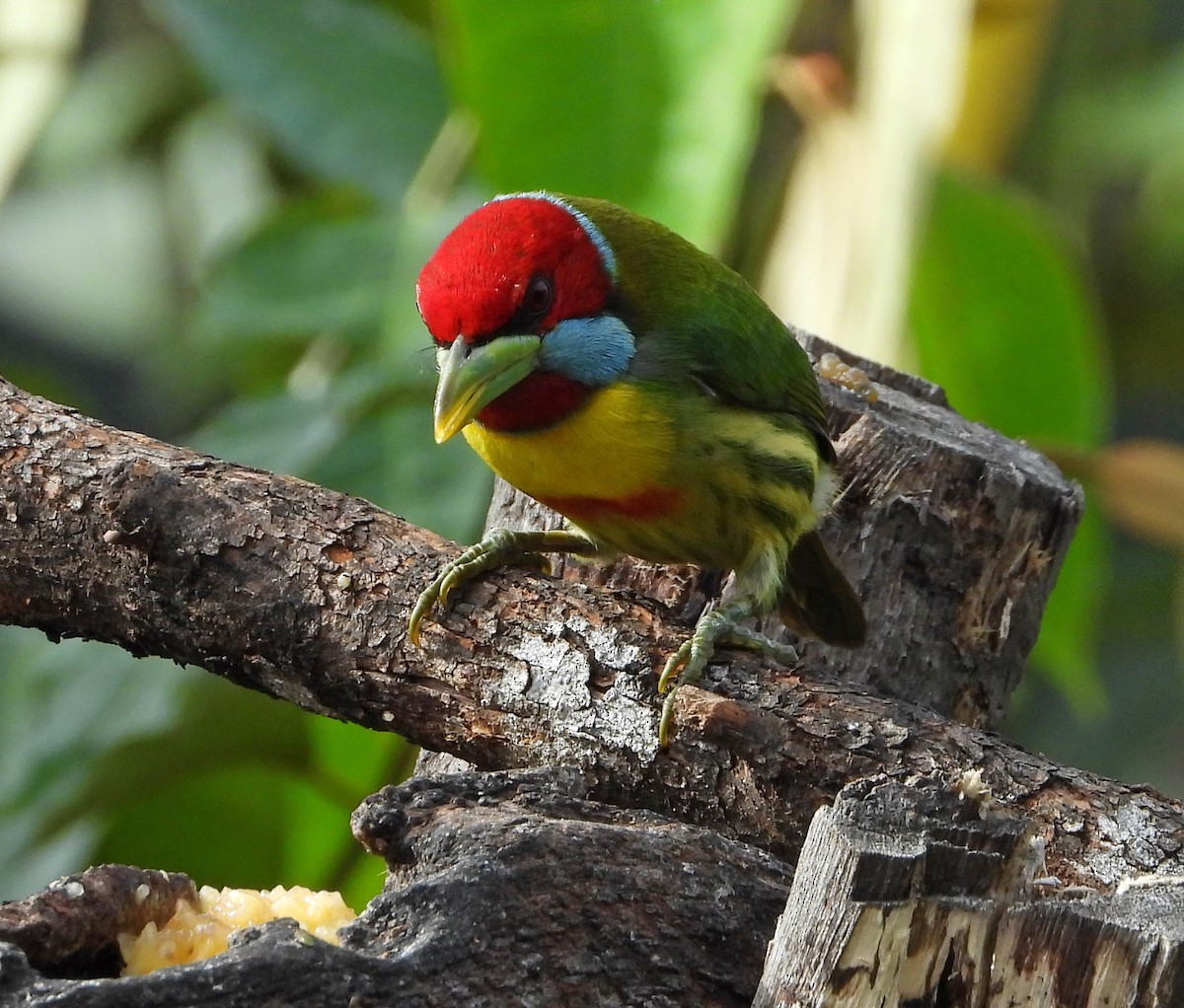 Versicolored Barbet - ML642852346