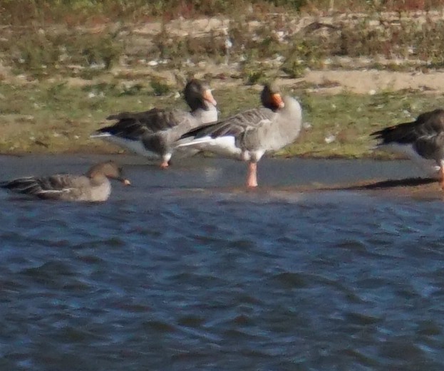 Taiga/Tundra Bean-Goose - ML642852351