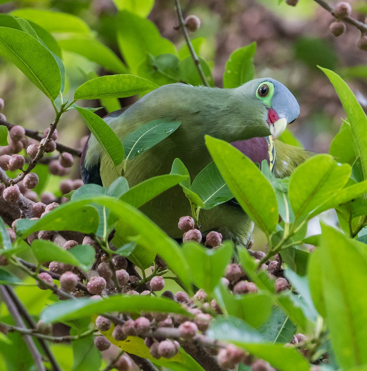 Thick-billed Green-Pigeon - ML642852356