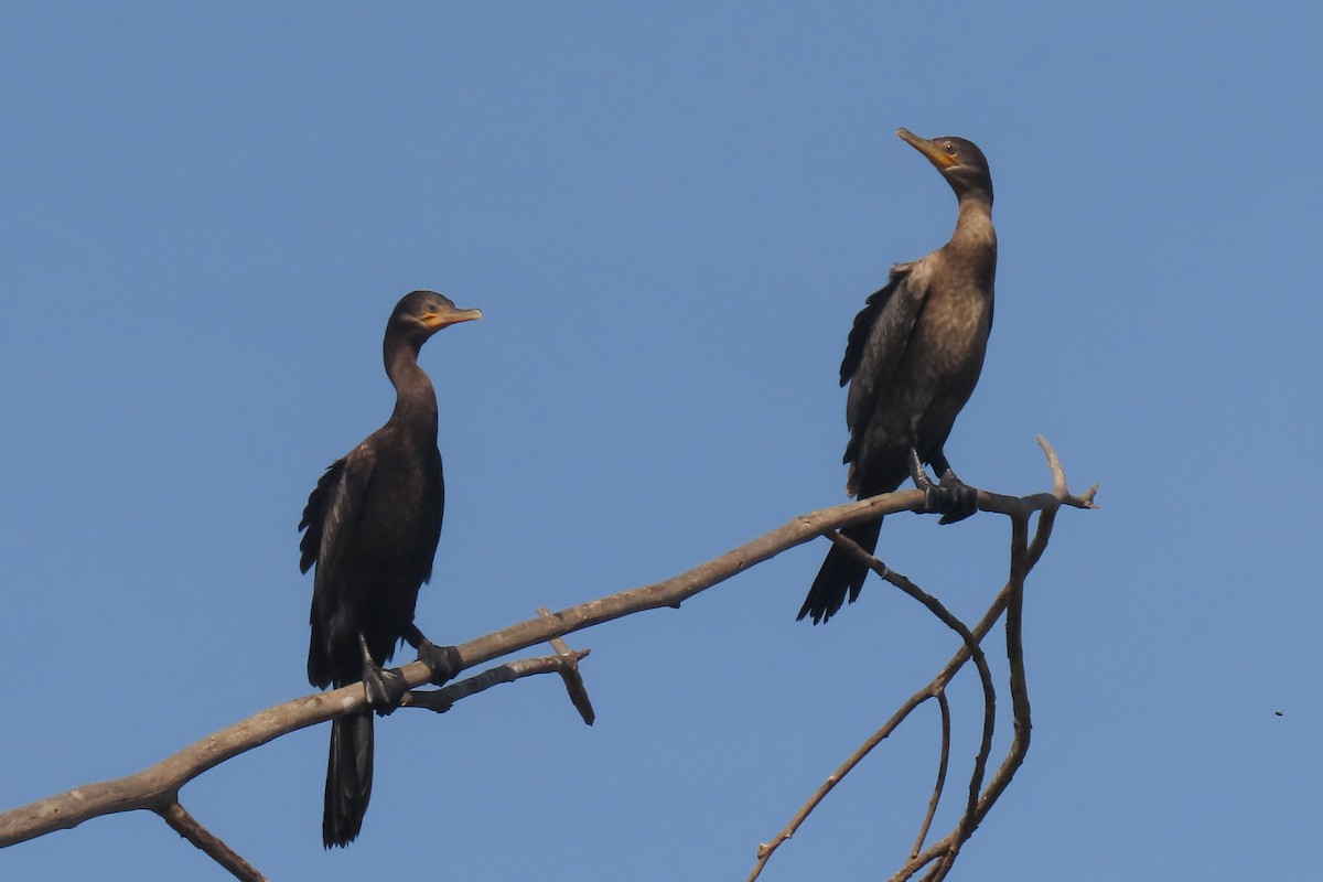 Neotropic Cormorant - ML642852357