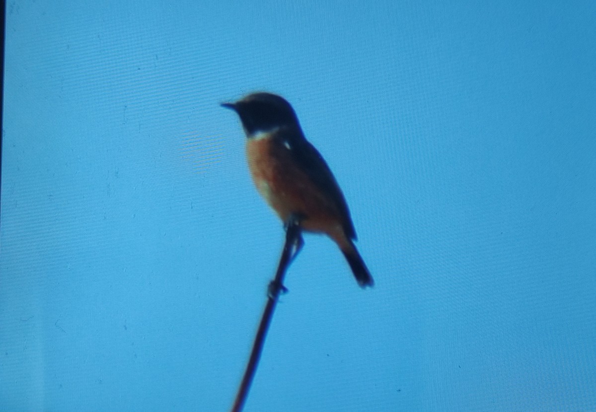 European Stonechat - ML642852359