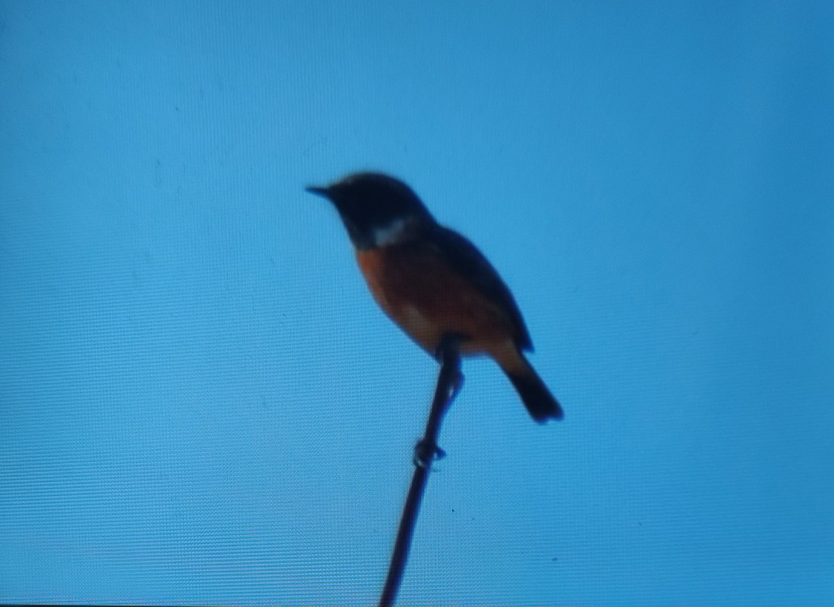 European Stonechat - ML642852377