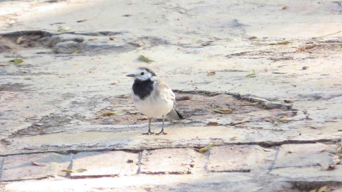 White Wagtail - ML642852406