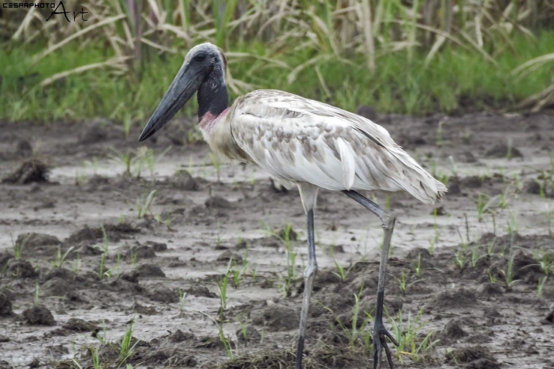 čáp jabiru - ML64285241