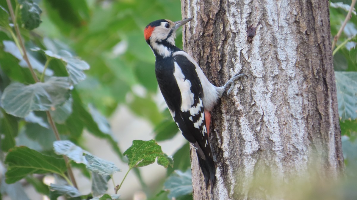 Syrian Woodpecker - ML642852414