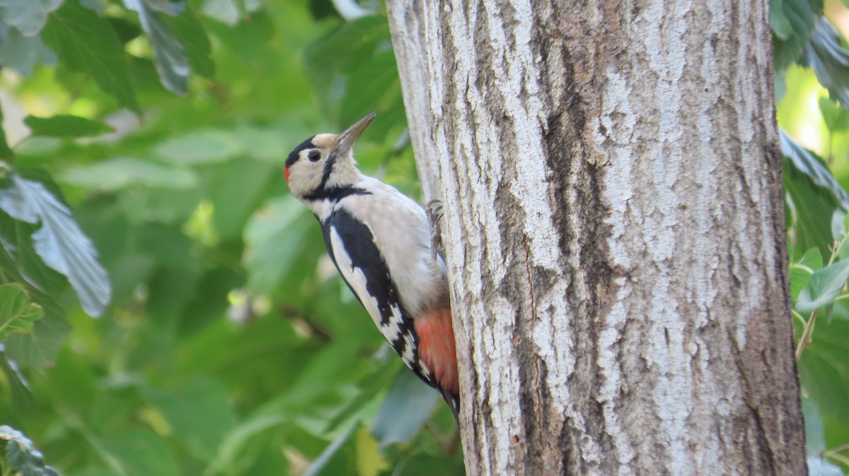 Syrian Woodpecker - ML642852415