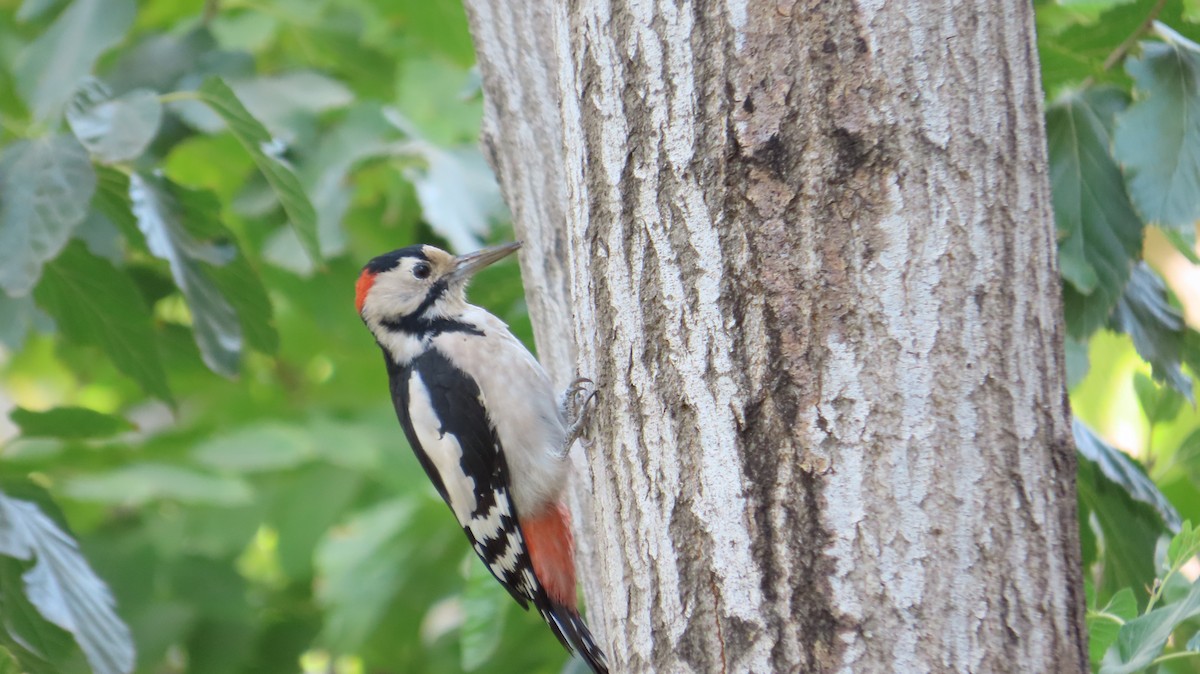 Syrian Woodpecker - ML642852416