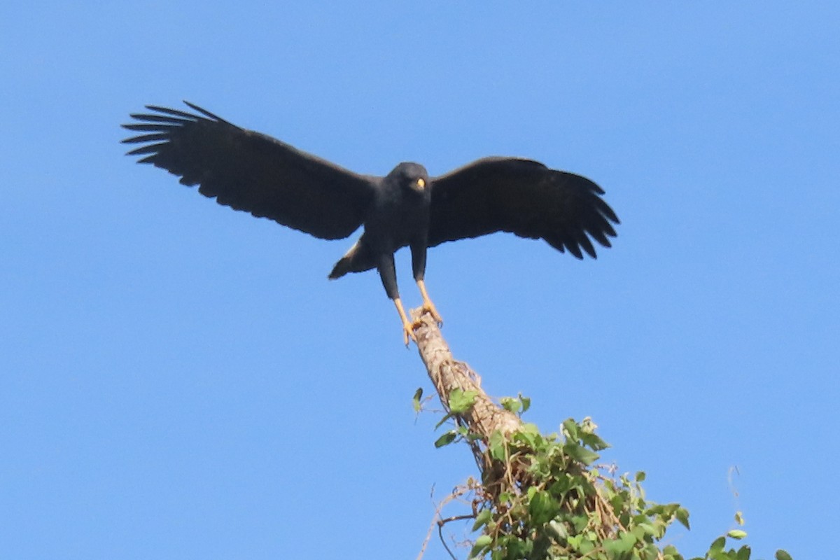 Great Black Hawk - ML642852444