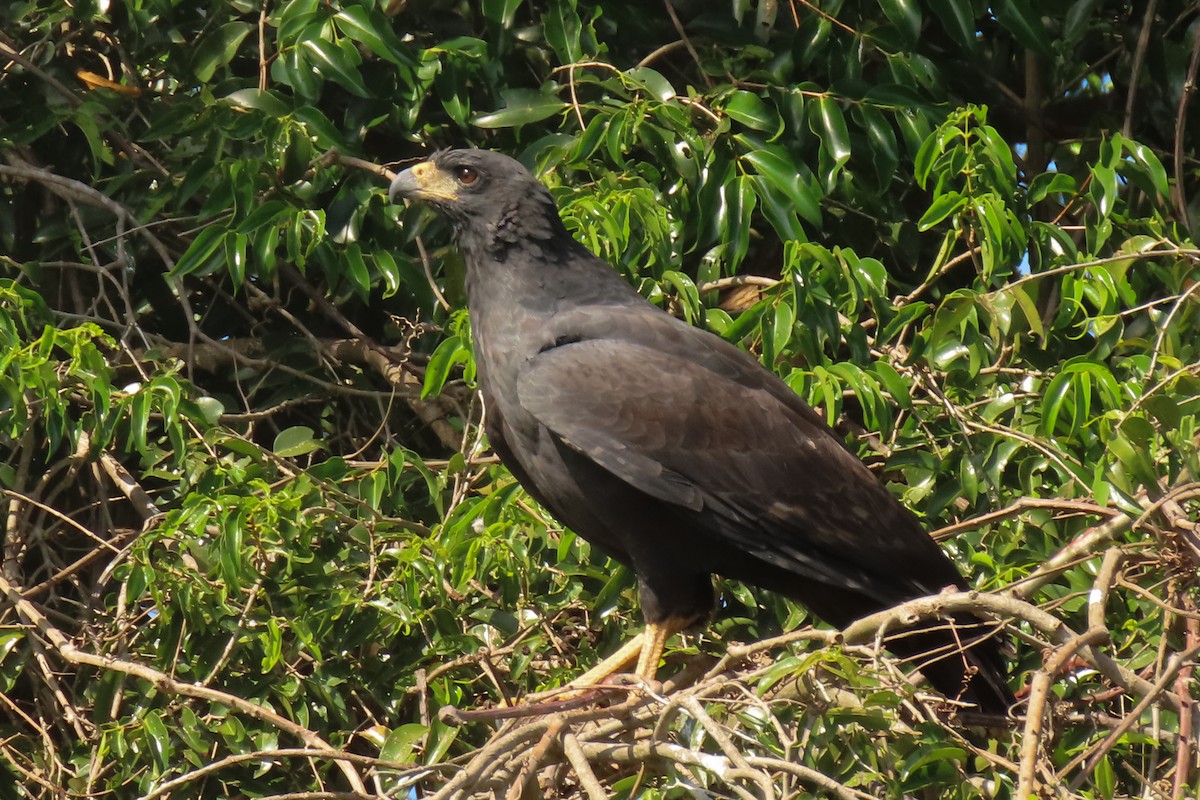 Great Black Hawk - ML642852447