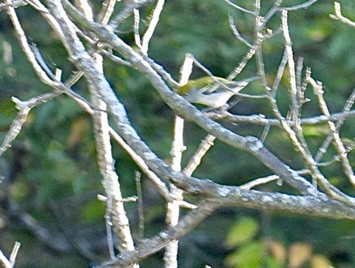 Chestnut-sided Warbler - ML642852449