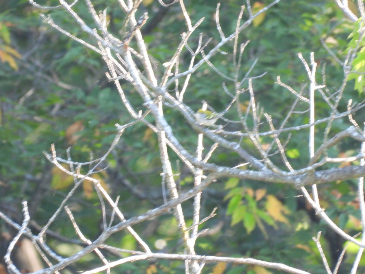 Chestnut-sided Warbler - ML642852450