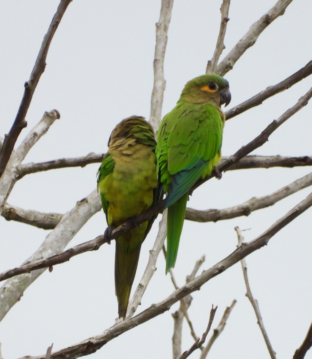Brown-throated Parakeet - ML642852452