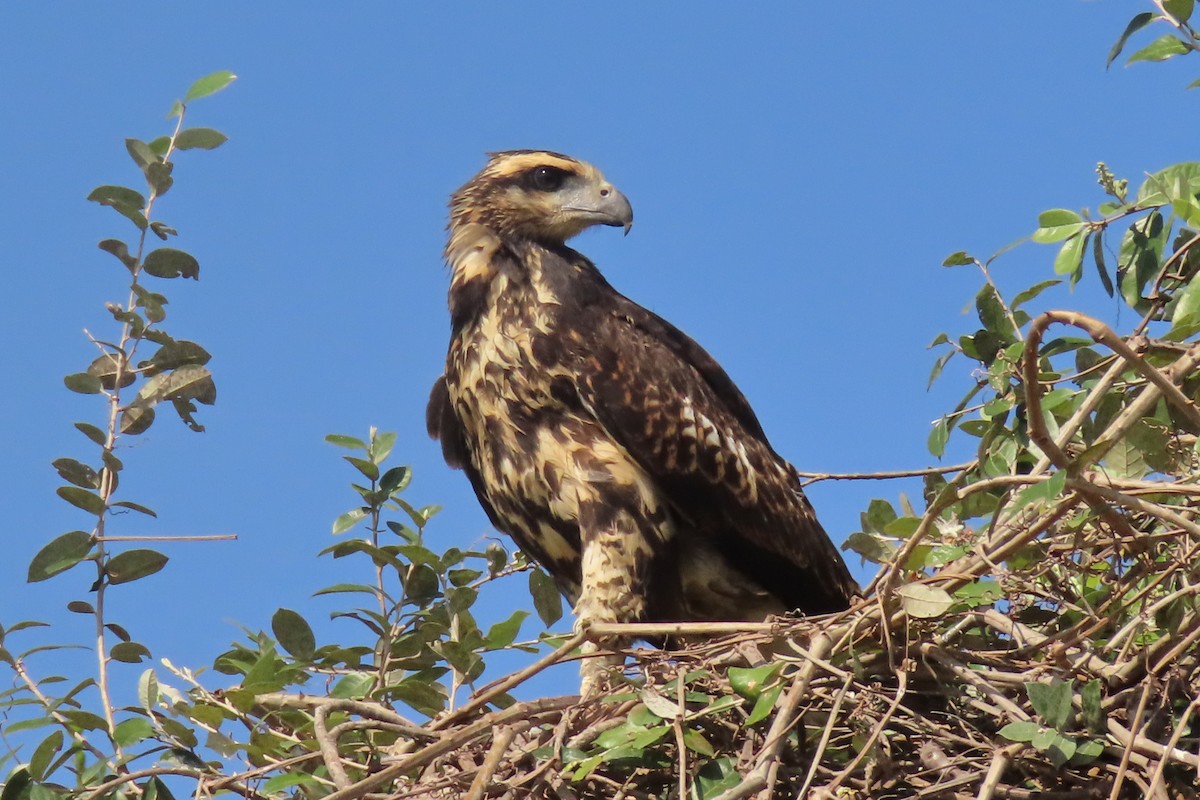 Great Black Hawk - ML642852454