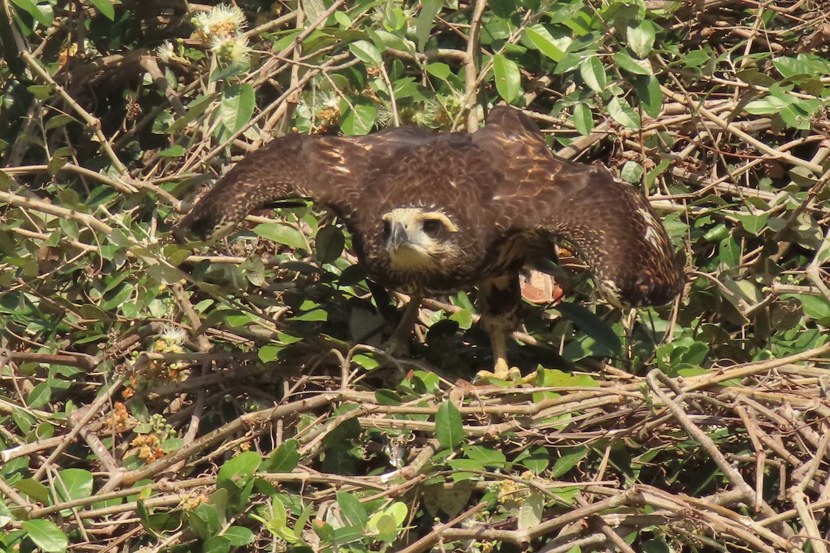 Great Black Hawk - ML642852455