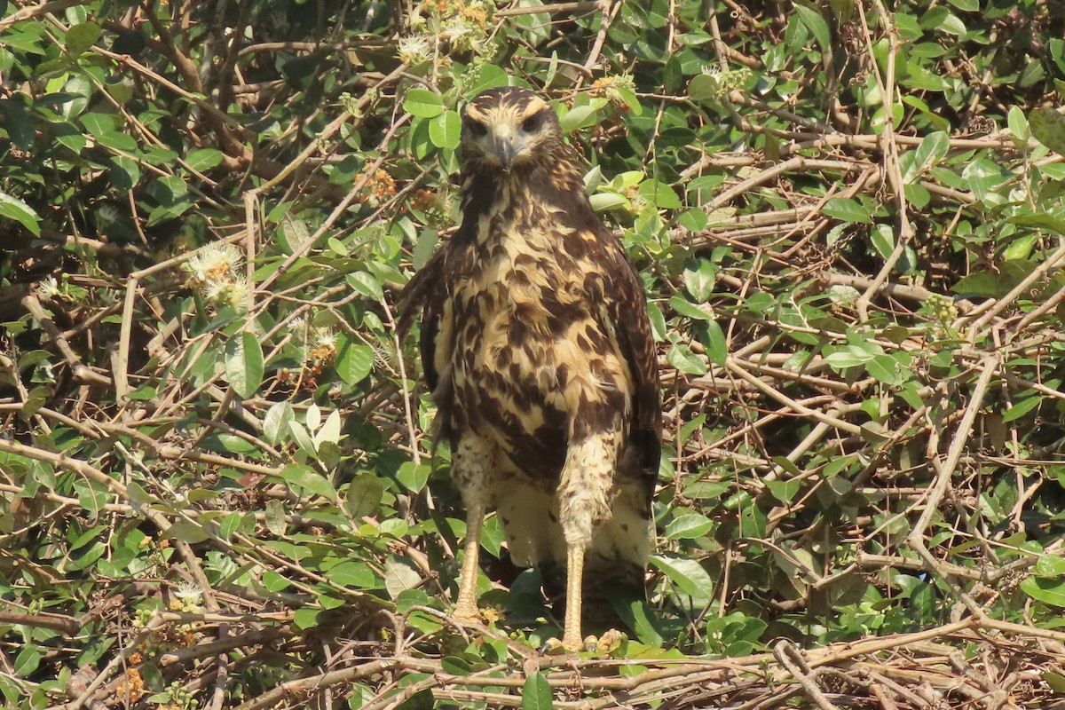 Great Black Hawk - ML642852457
