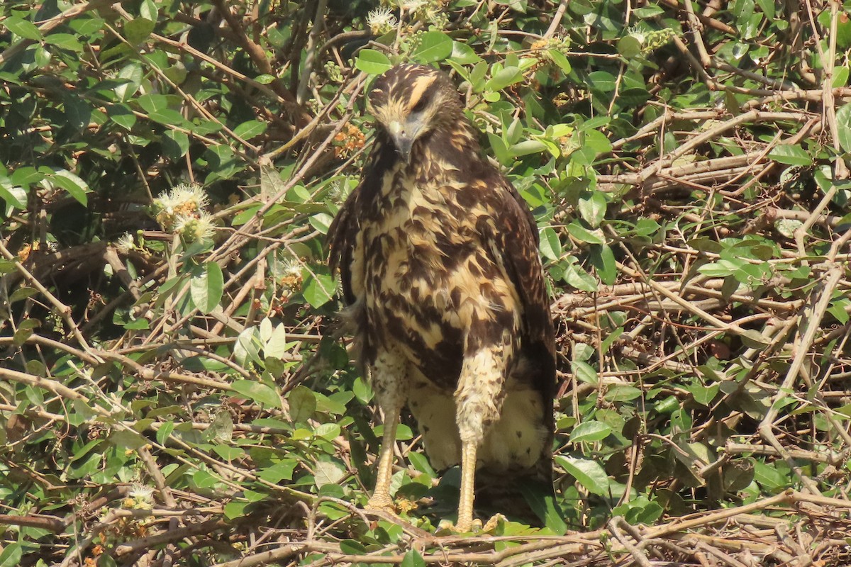 Great Black Hawk - ML642852458