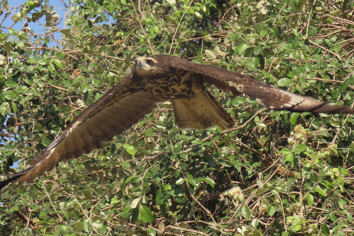 Great Black Hawk - ML642852459