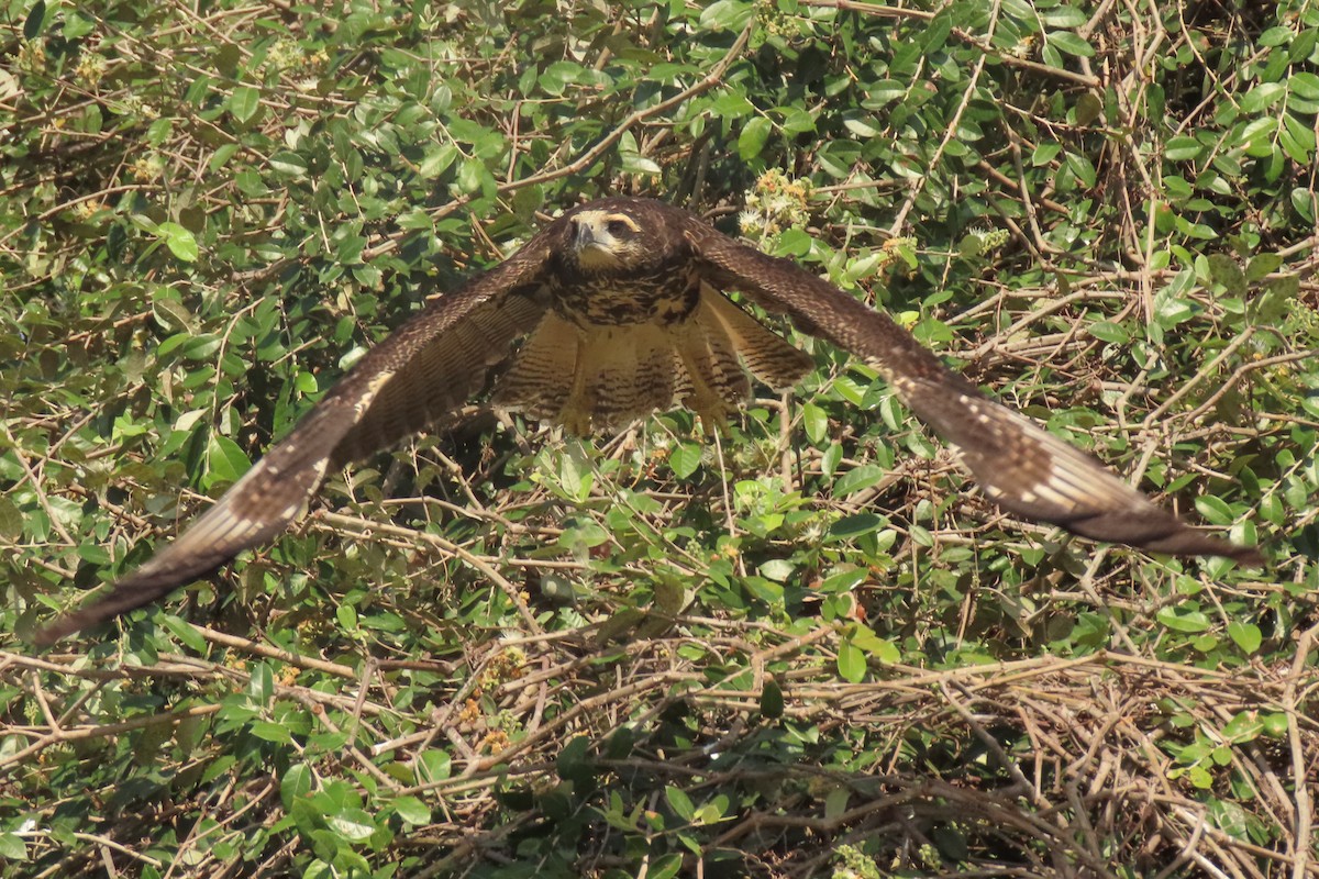 Great Black Hawk - ML642852460
