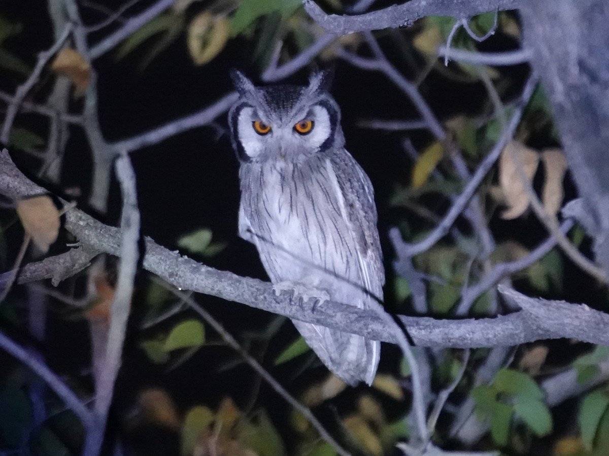 Southern White-faced Owl - ML642852464