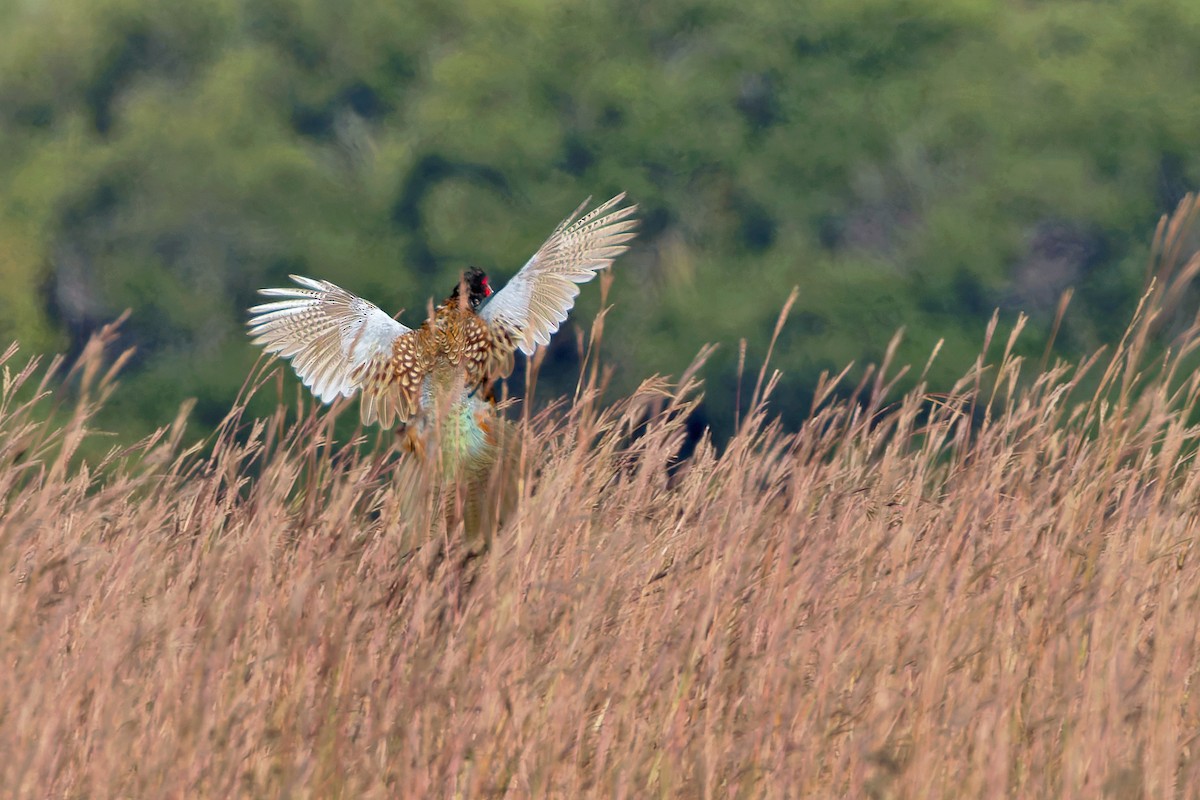 Ring-necked Pheasant - ML642852480