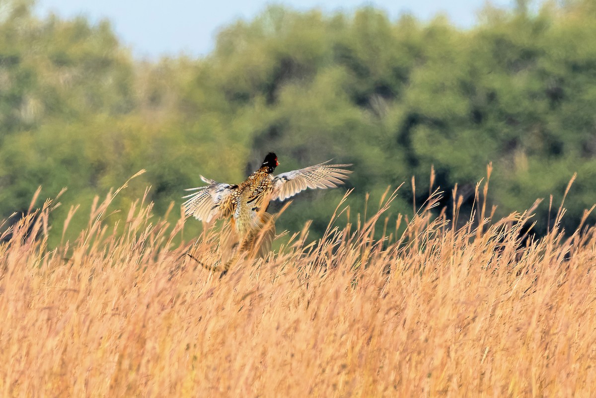 Ring-necked Pheasant - ML642852481