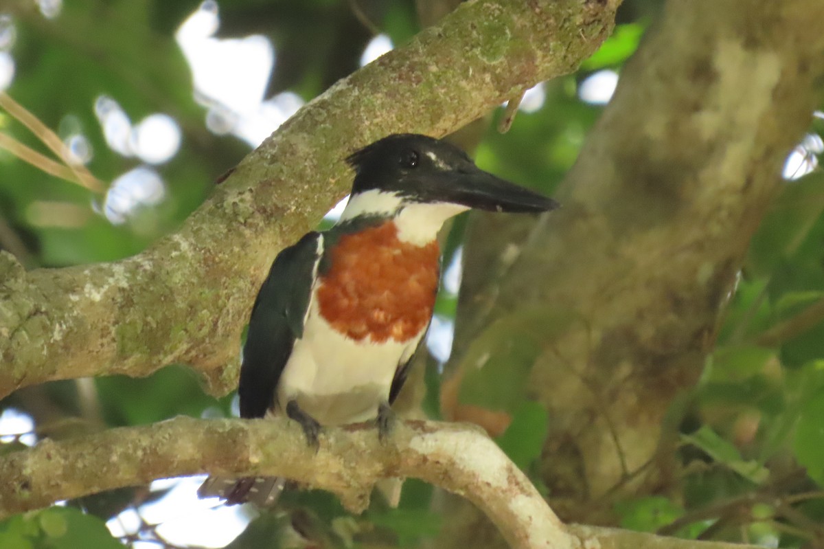 Martin-pêcheur d'Amazonie - ML642852490