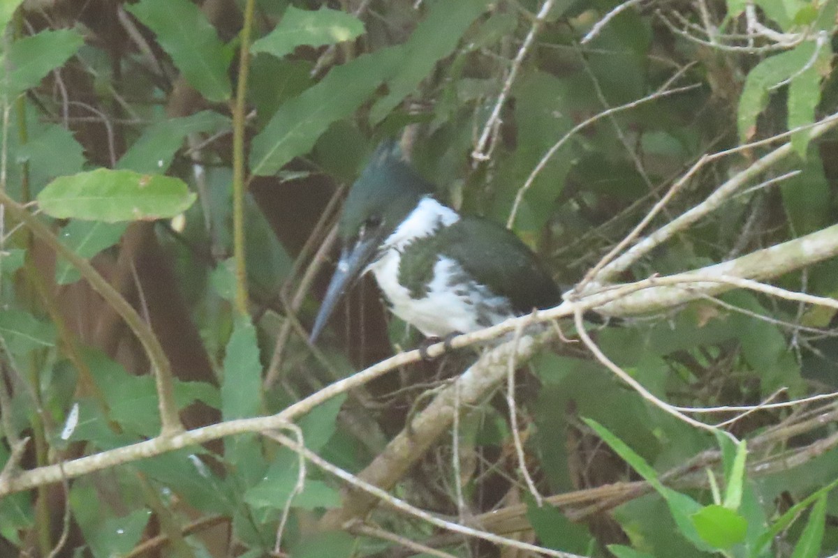 Martin-pêcheur d'Amazonie - ML642852491