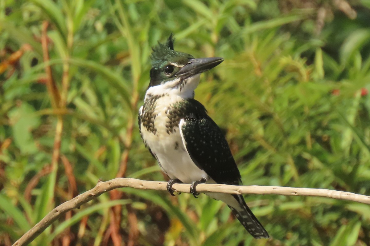 Martin-pêcheur d'Amazonie - ML642852493