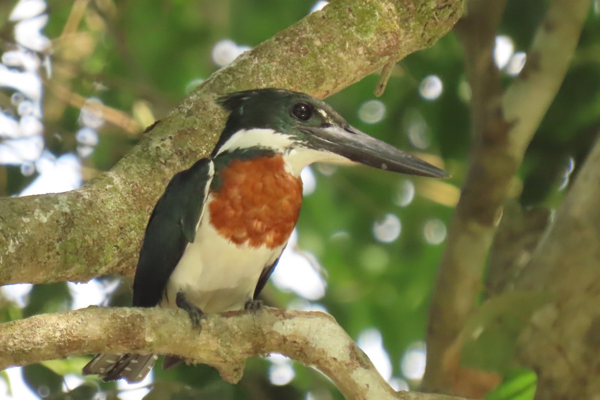 Martin-pêcheur d'Amazonie - ML642852494