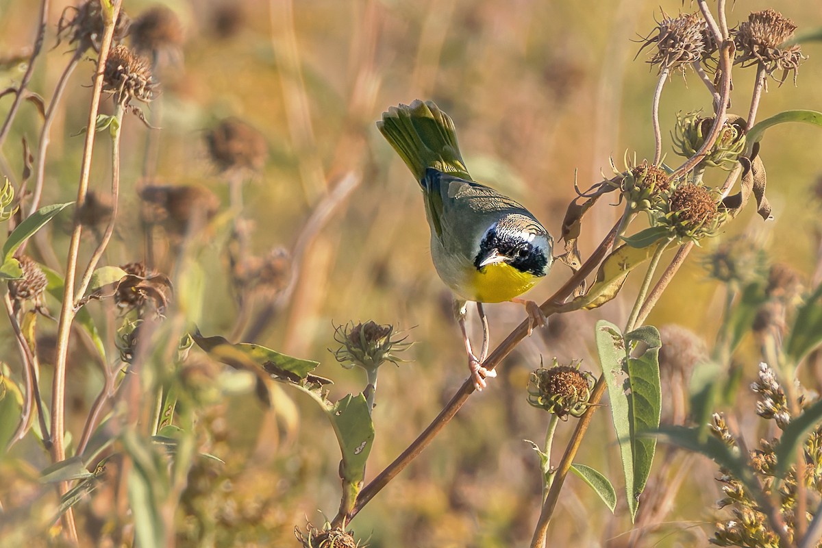 Common Yellowthroat - ML642852520