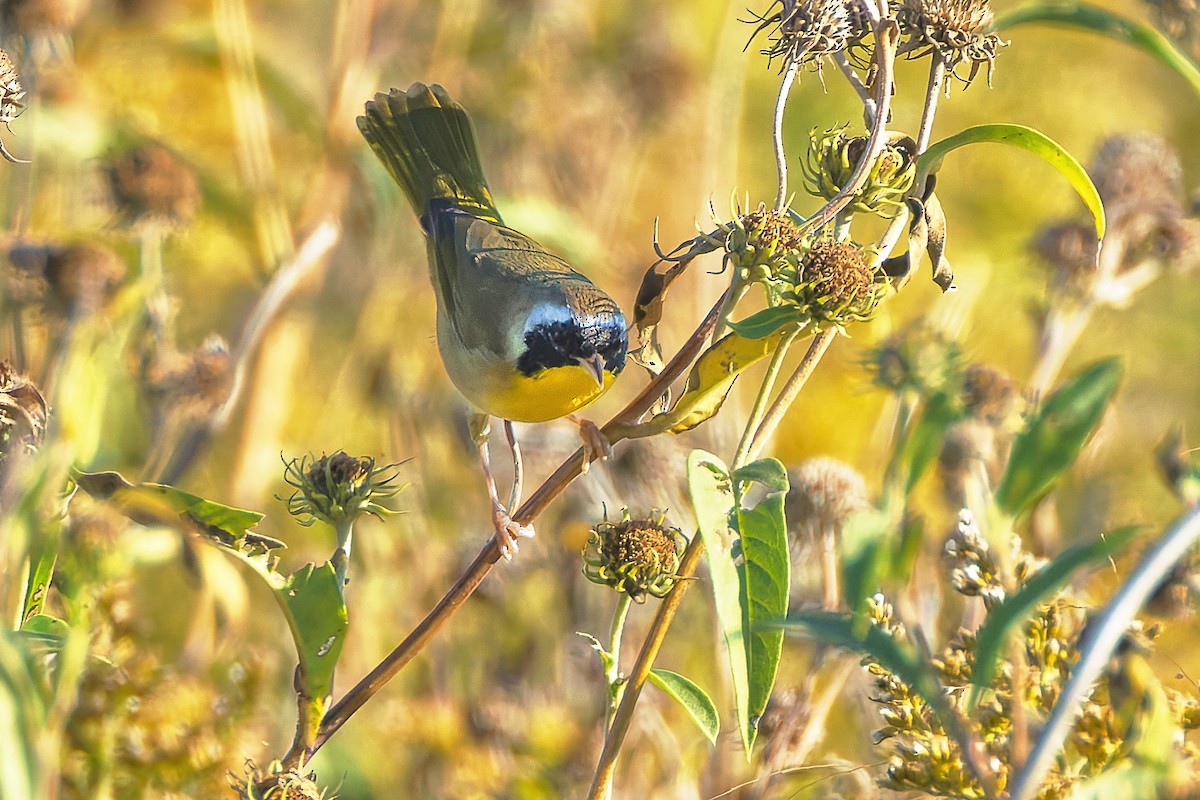 Common Yellowthroat - ML642852521