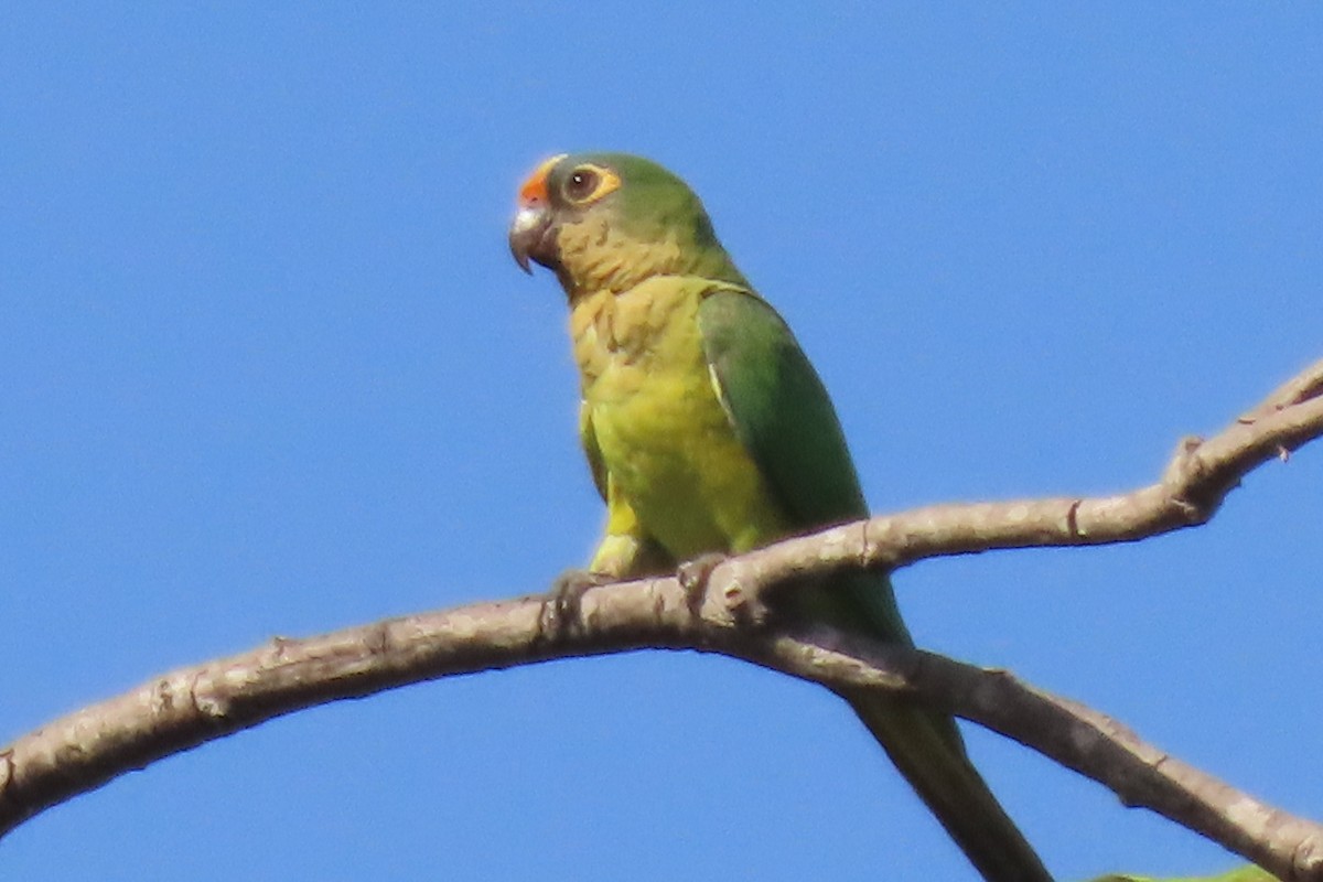 Peach-fronted Parakeet - ML642852522