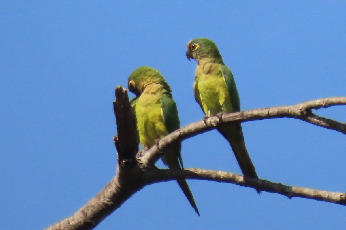 Peach-fronted Parakeet - ML642852523
