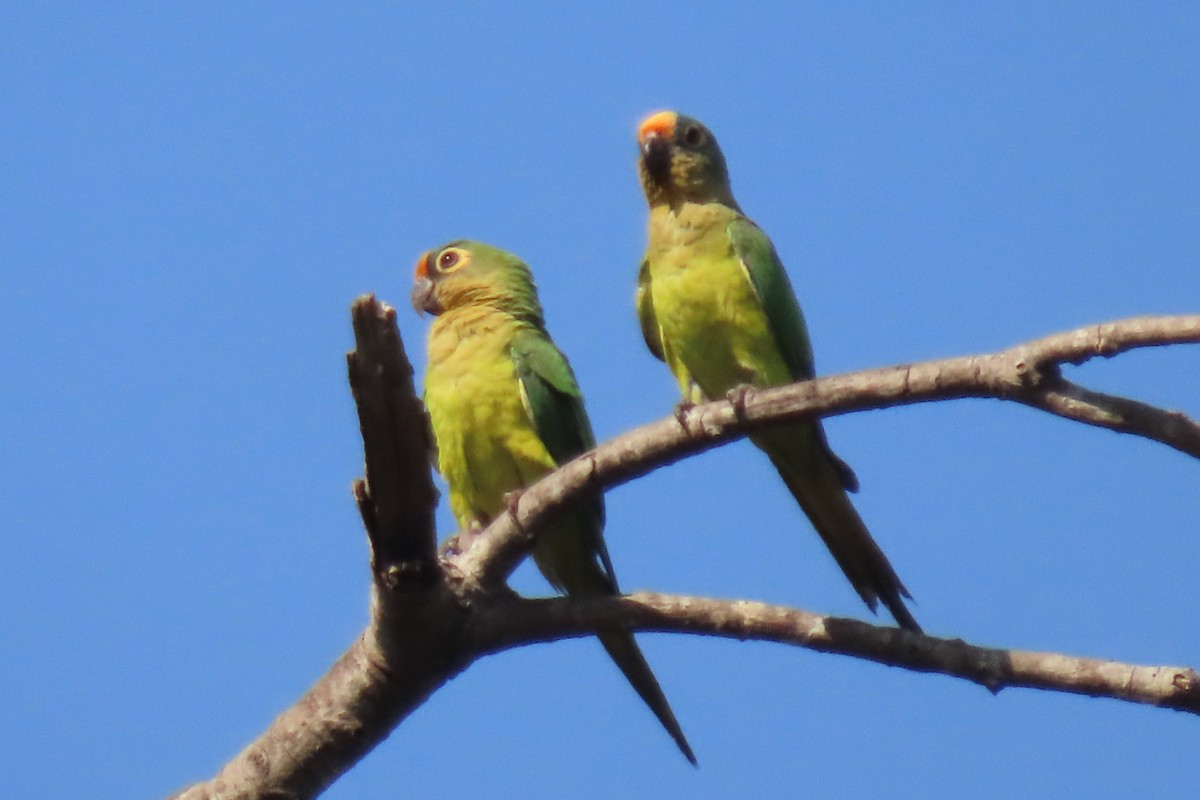 Peach-fronted Parakeet - ML642852524