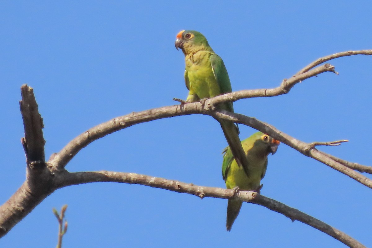 Peach-fronted Parakeet - ML642852525