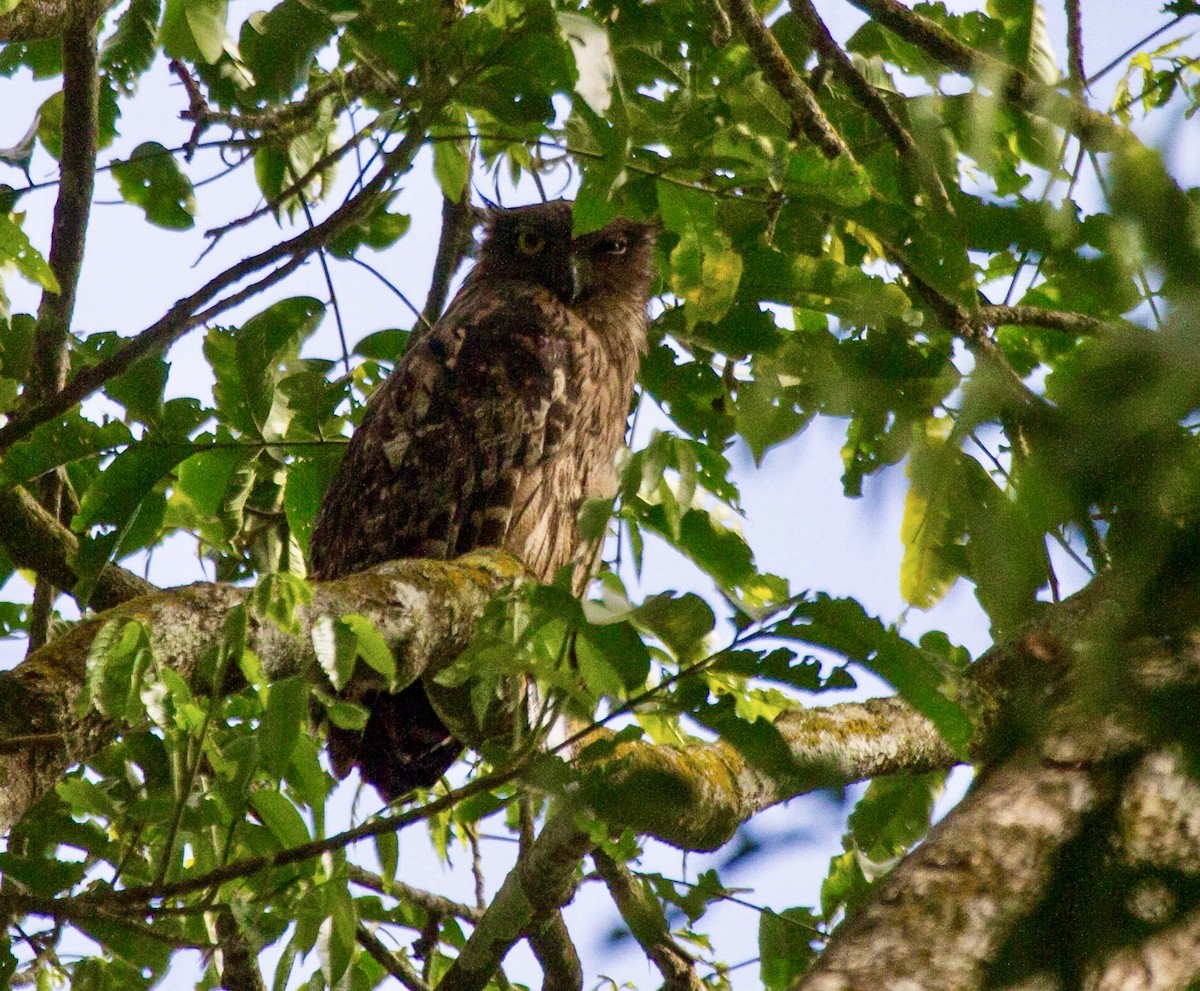 Brown Fish-Owl - ML642852560