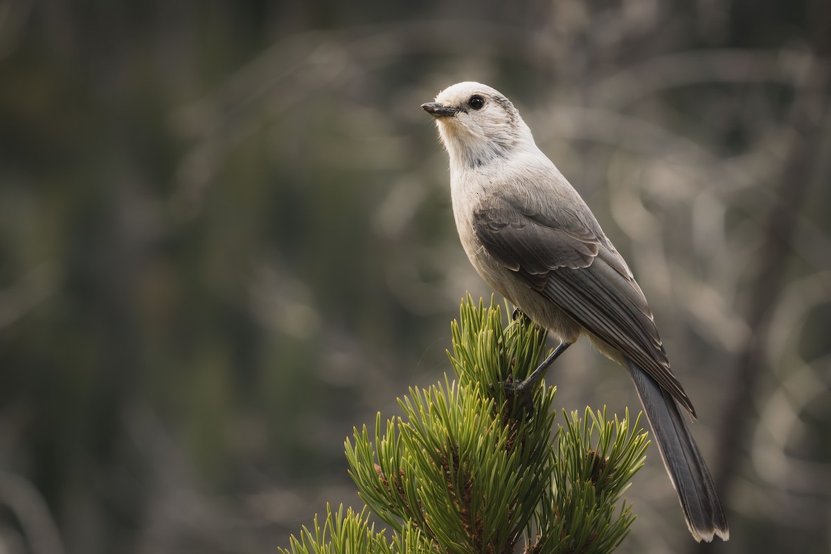 Canada Jay - ML642852570