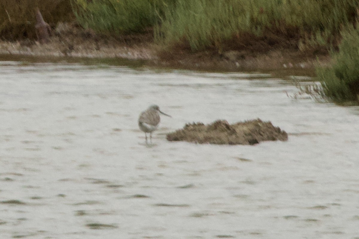 Chevalier aboyeur - ML642852571