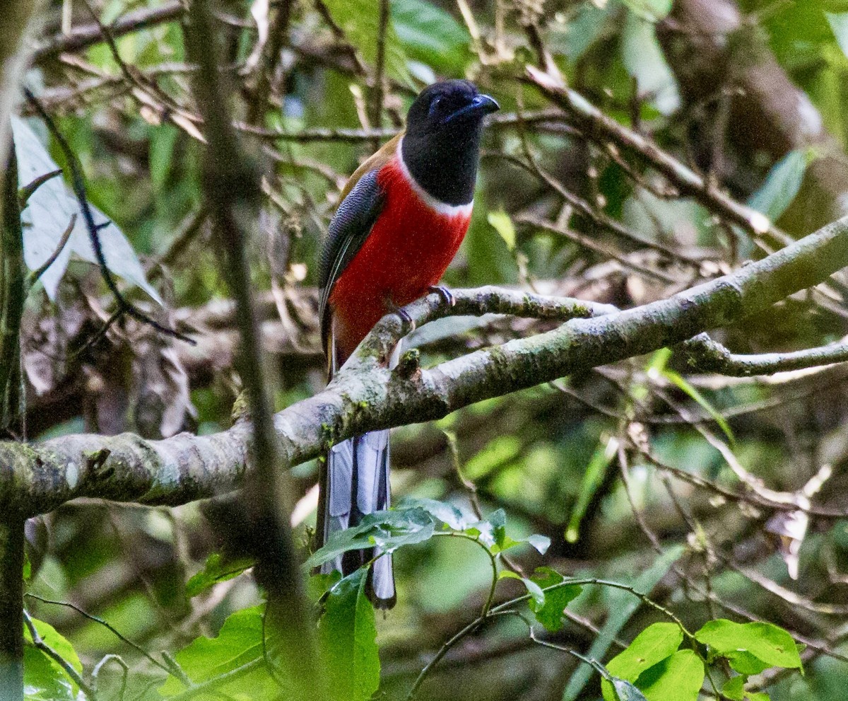 Malabar Trogon - ML642852572