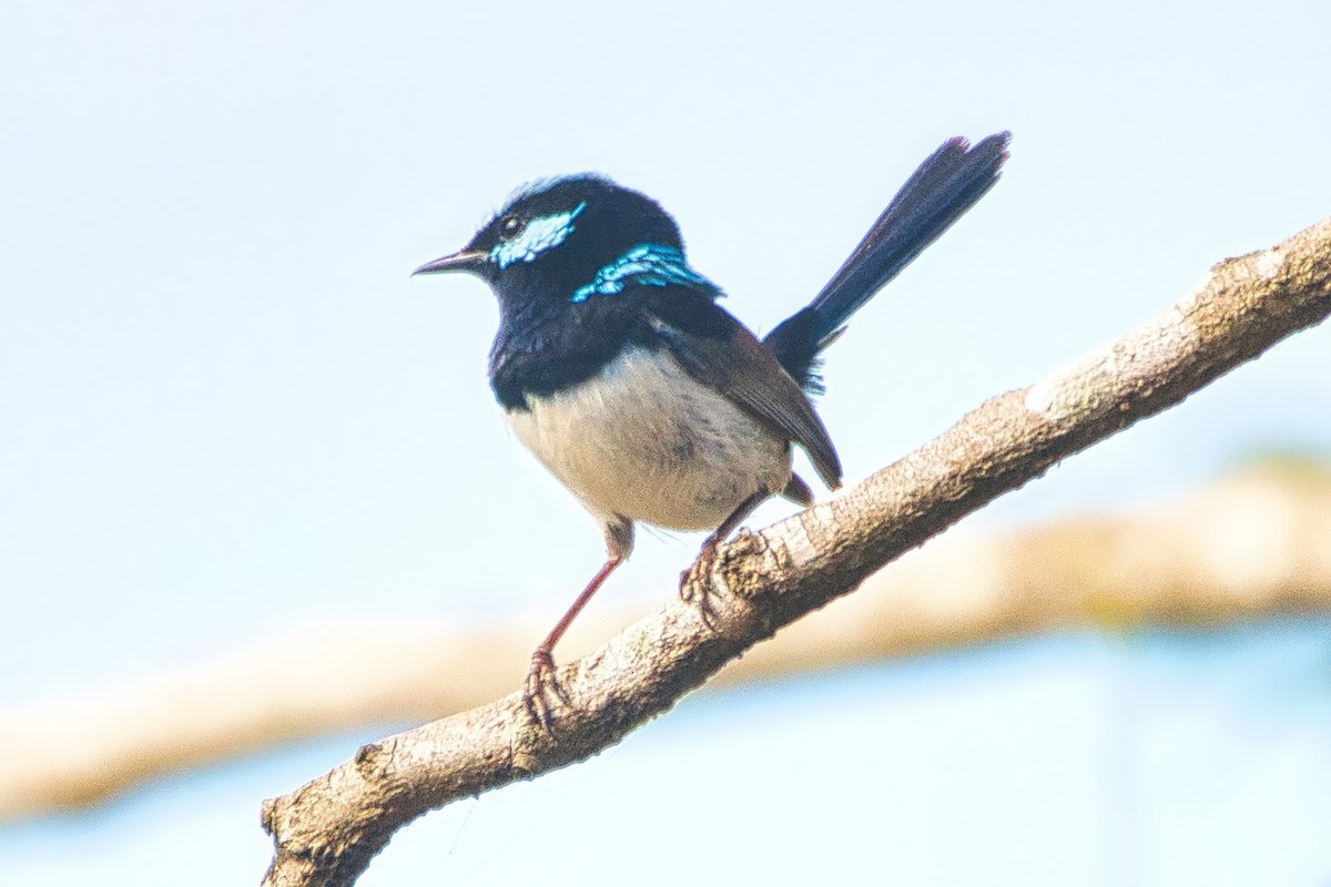 Superb Fairywren - ML642852573