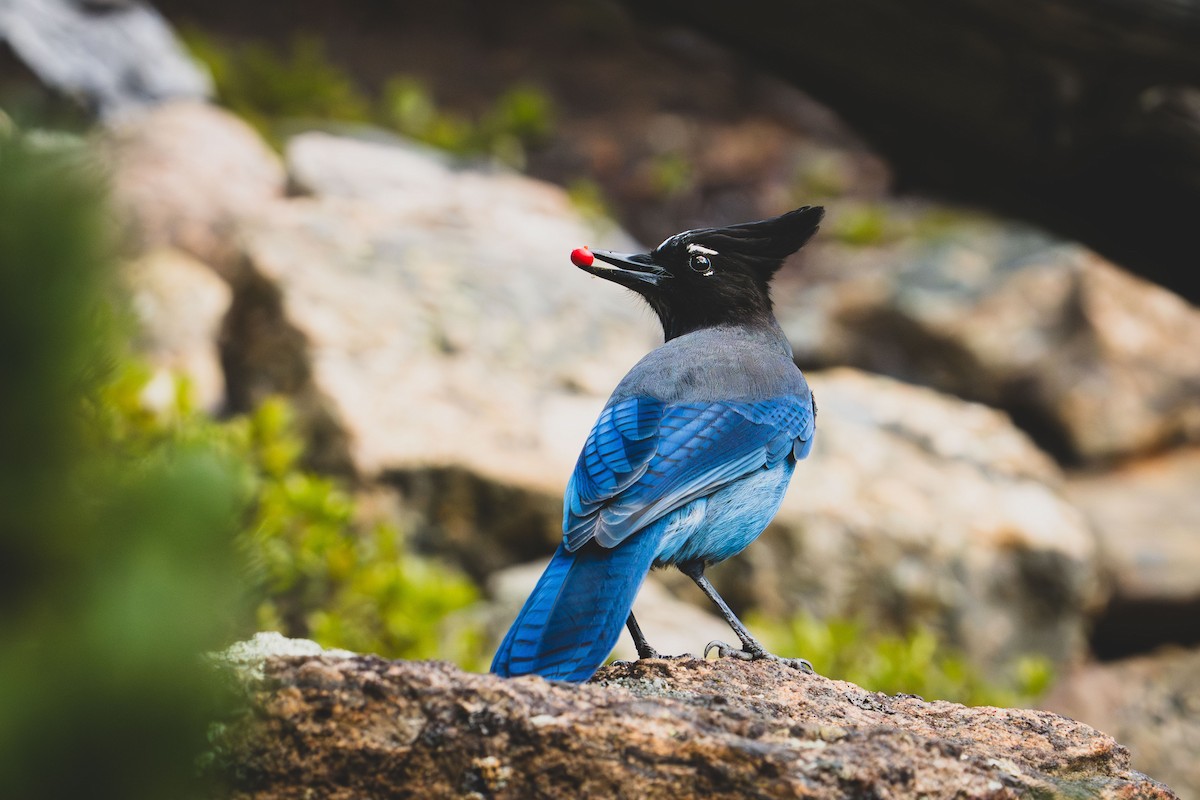 Steller's Jay - ML642852574